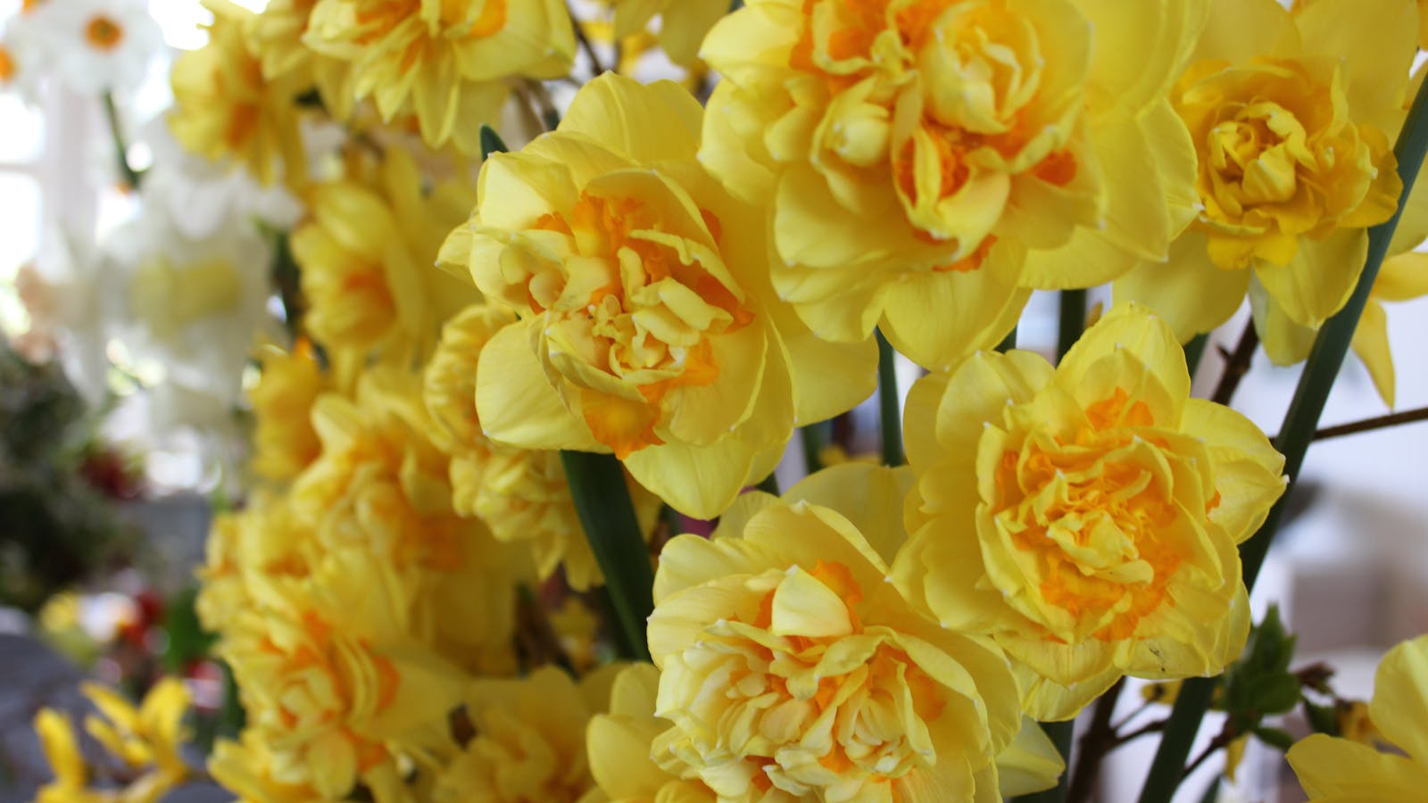 daffodils at flower show