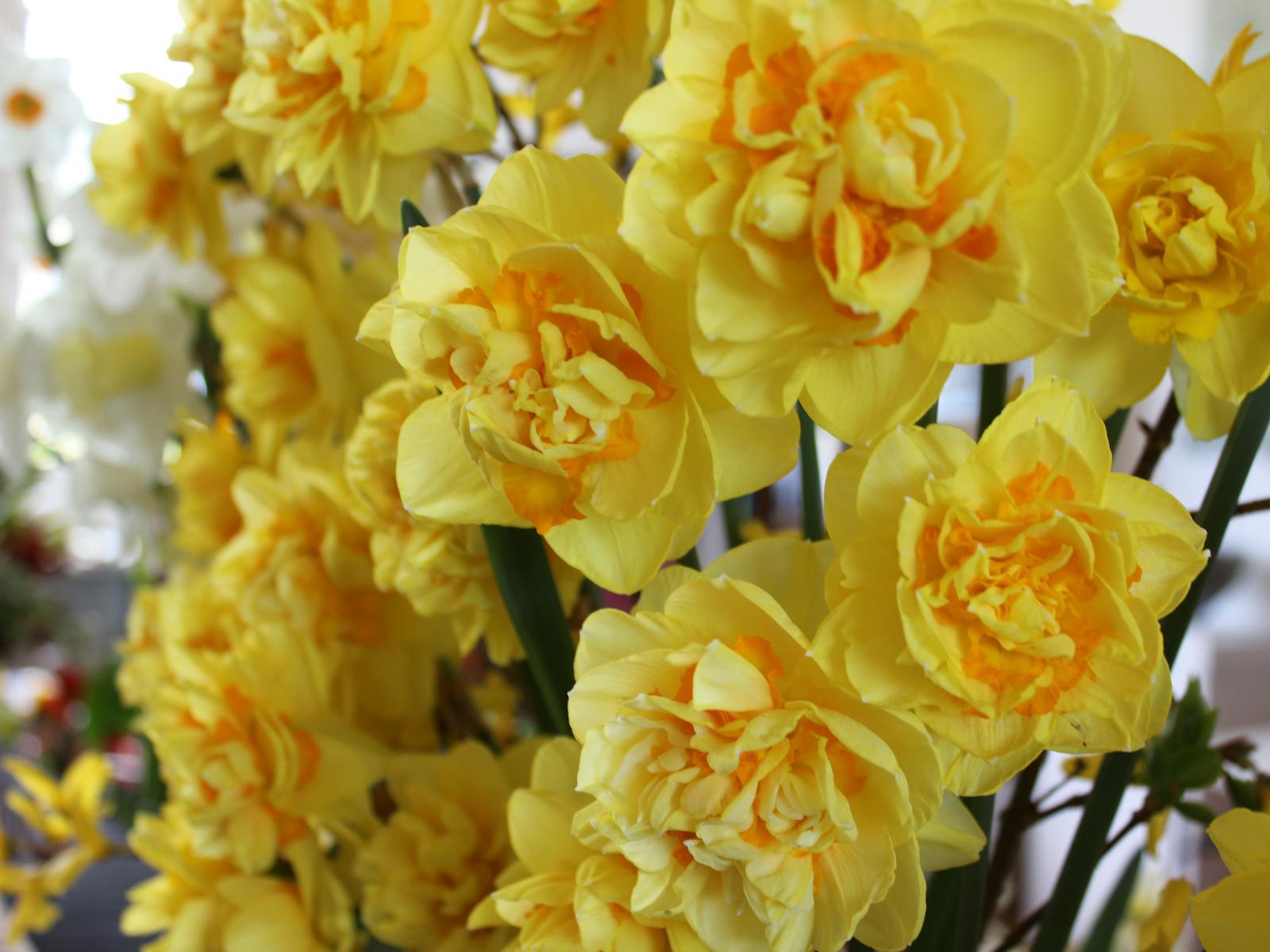 close up of bright yellow daffodils in vase