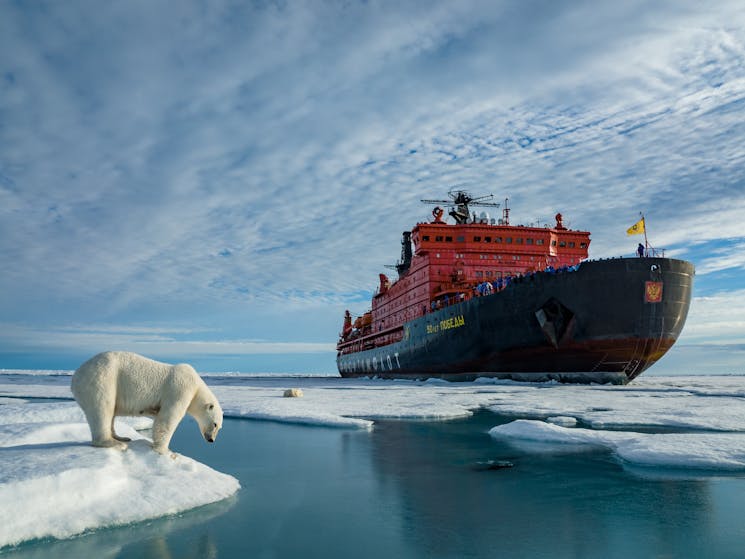 Two different worlds: A polar bear stands on sea ice, while a large expedition ship brings tourists