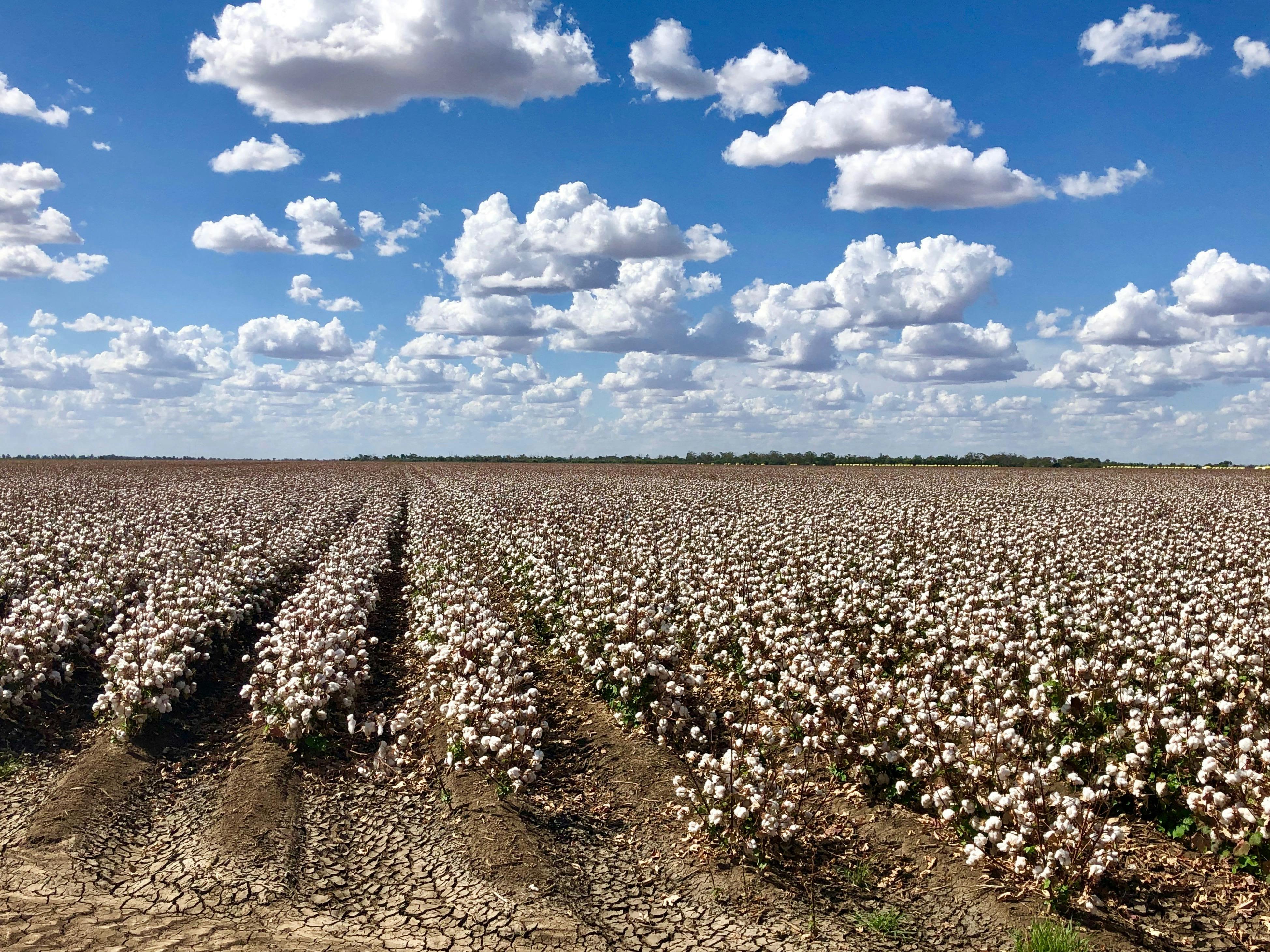Cotton Farm and Vineyard Tour