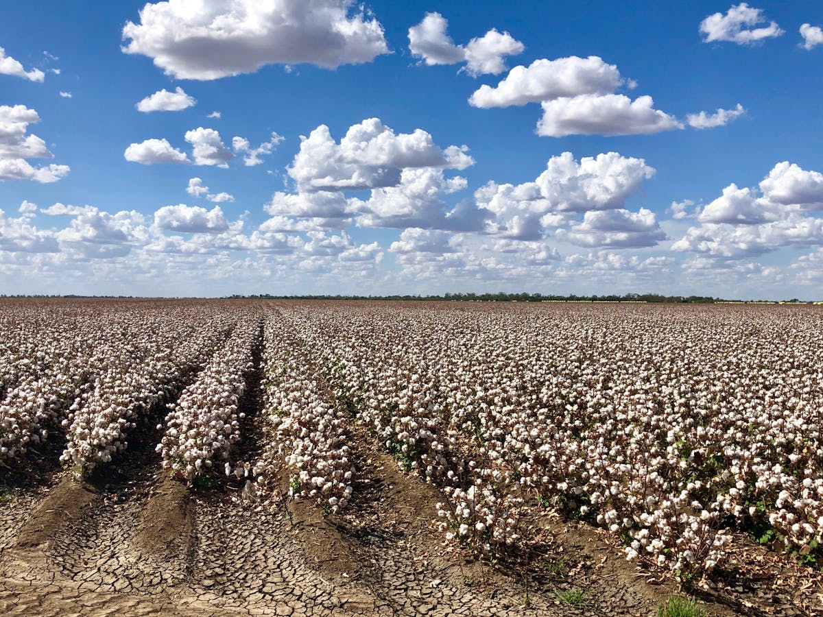 Cotton Farm and Vineyard Tour