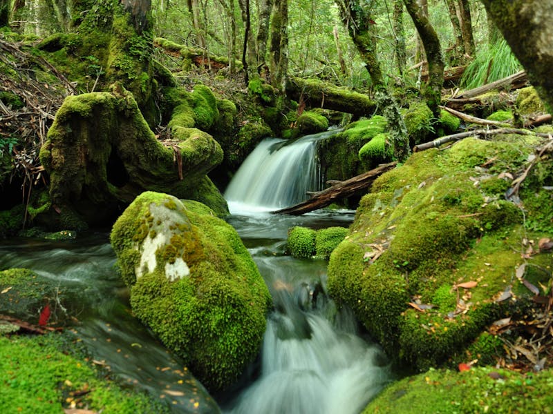 Lake St Clair (Cradle Mountain - Lake St Clair National Park)