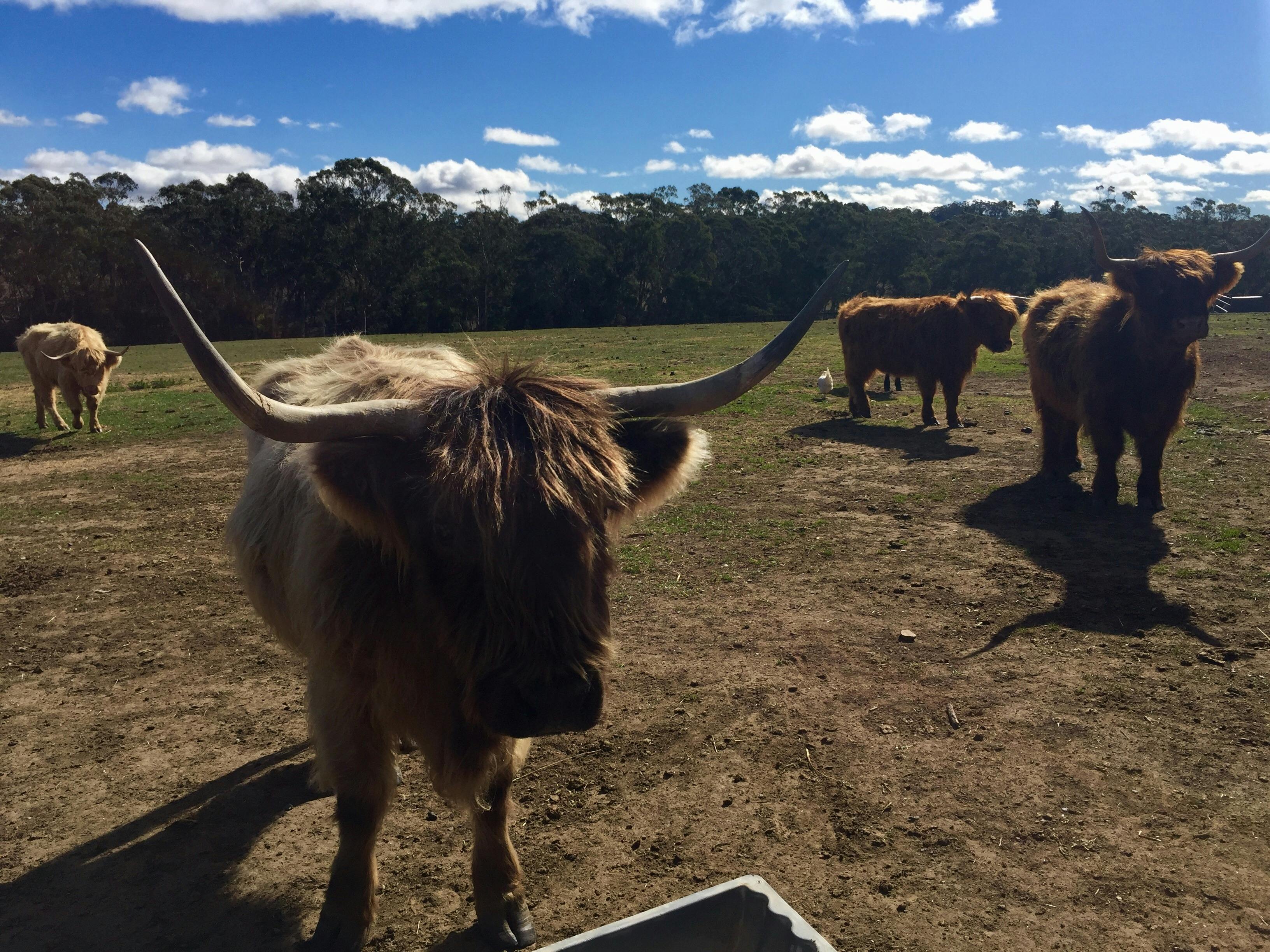 Farm Animals
