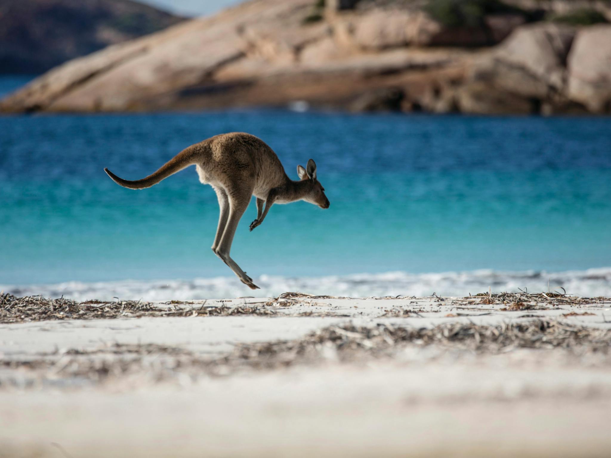 Kangaroo at Lucky Bay, Cape Le Grand National Park