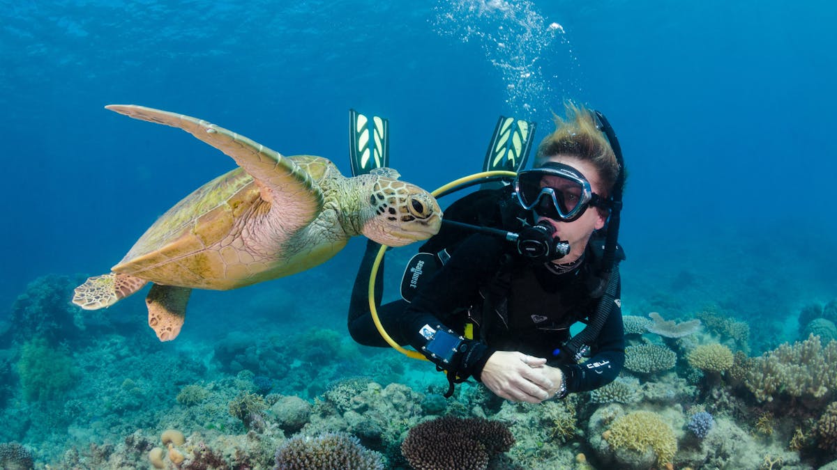 Silverswift Diver and turtle