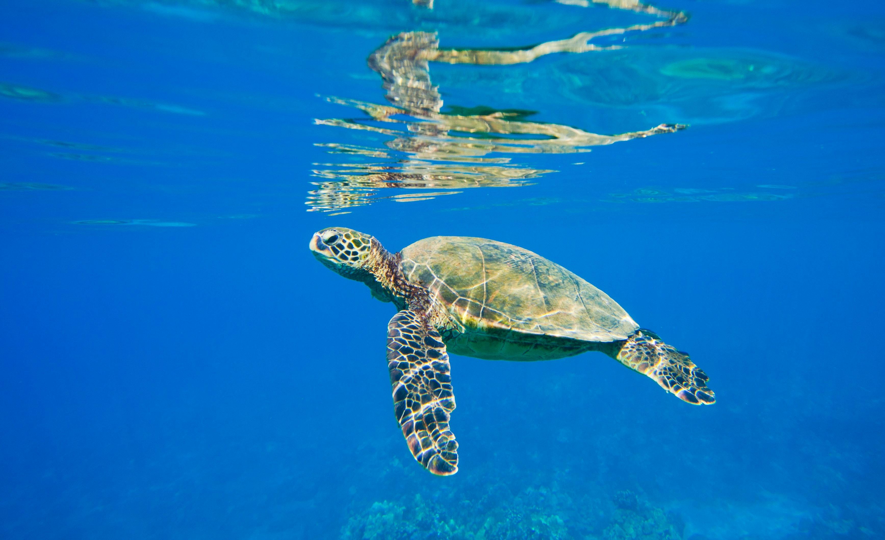Langford Turtle