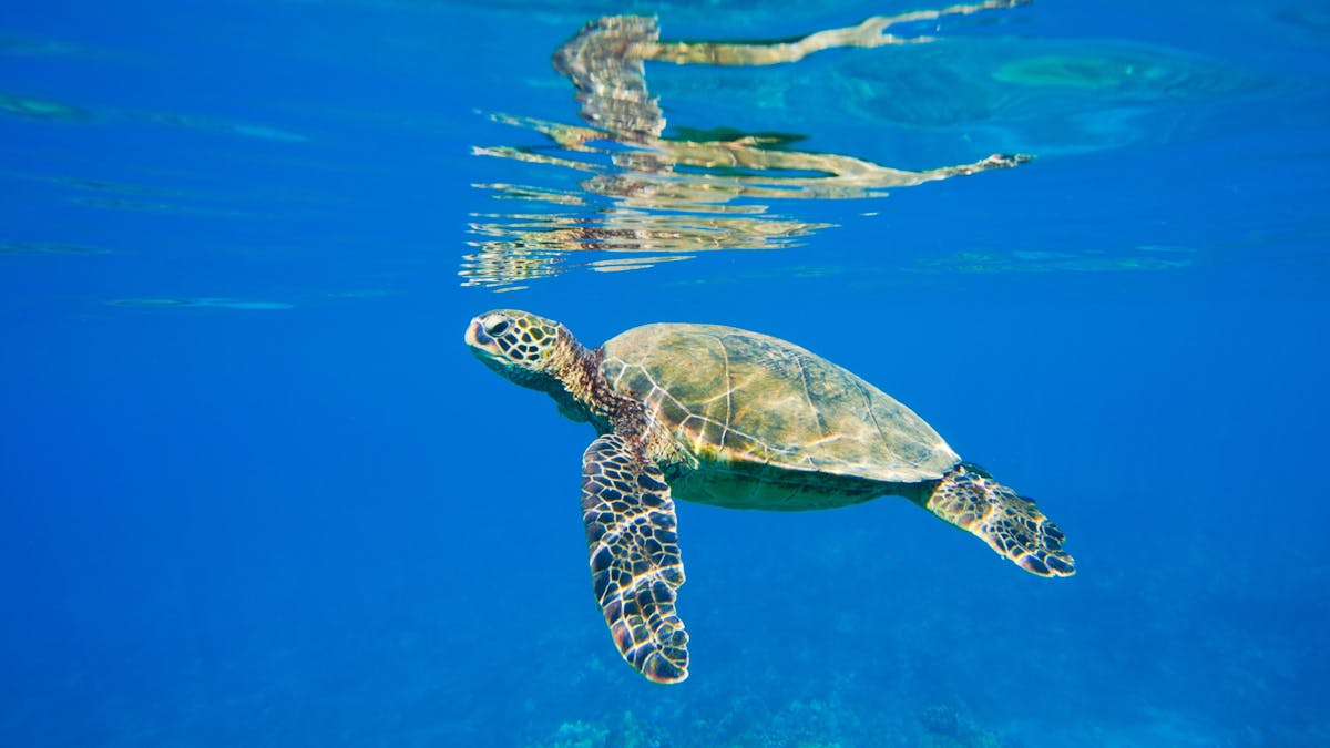 Langford Turtle