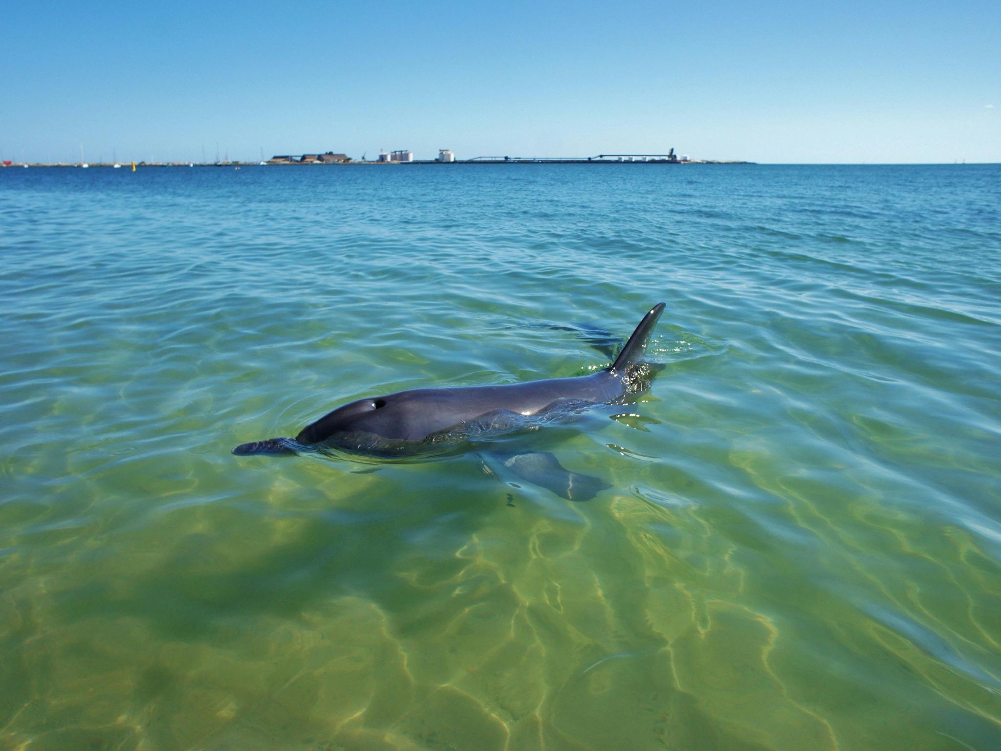 Dolphins swimming near Koombana Bay