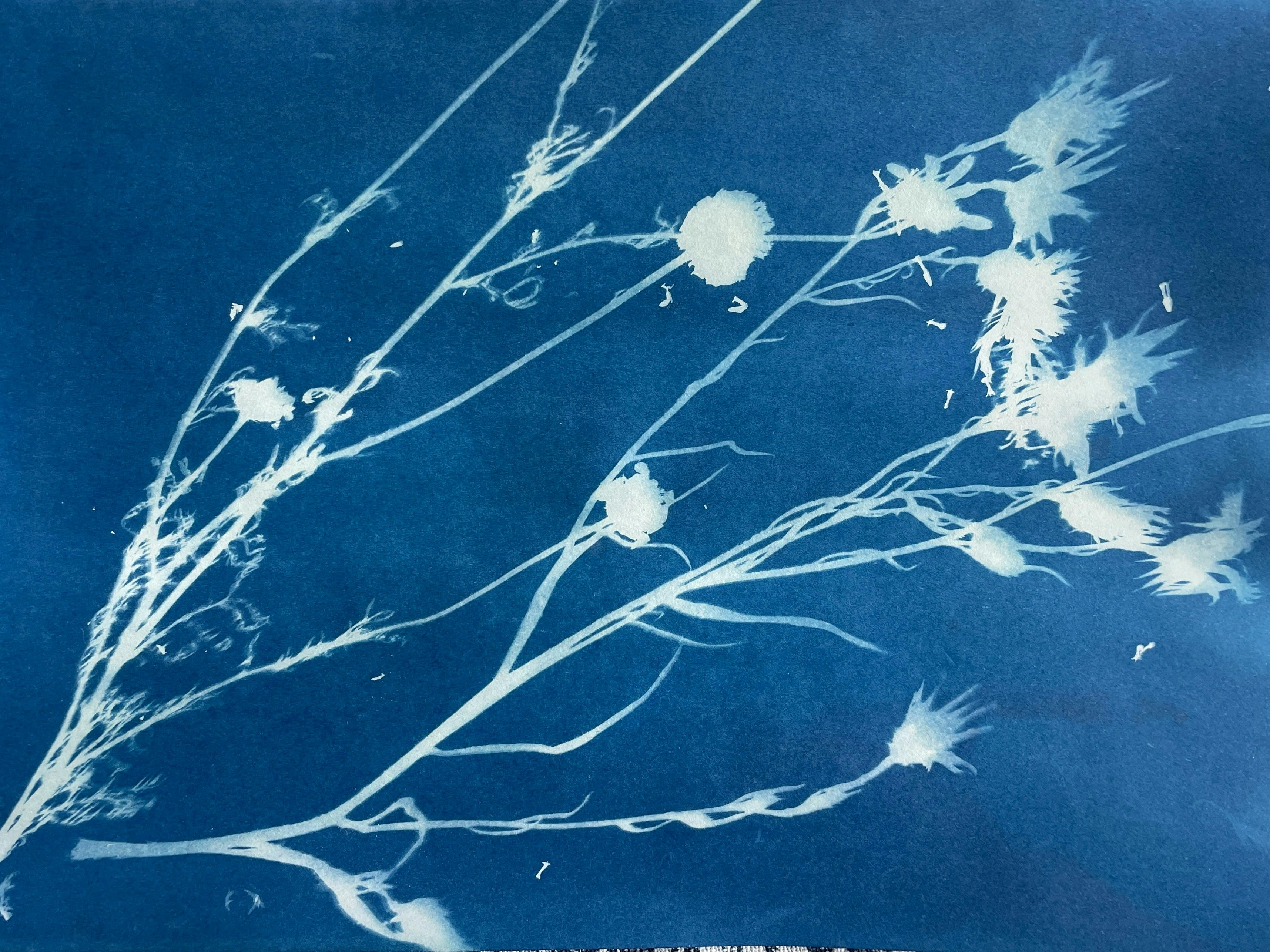 Image of and artwork of white weeds on a blue background