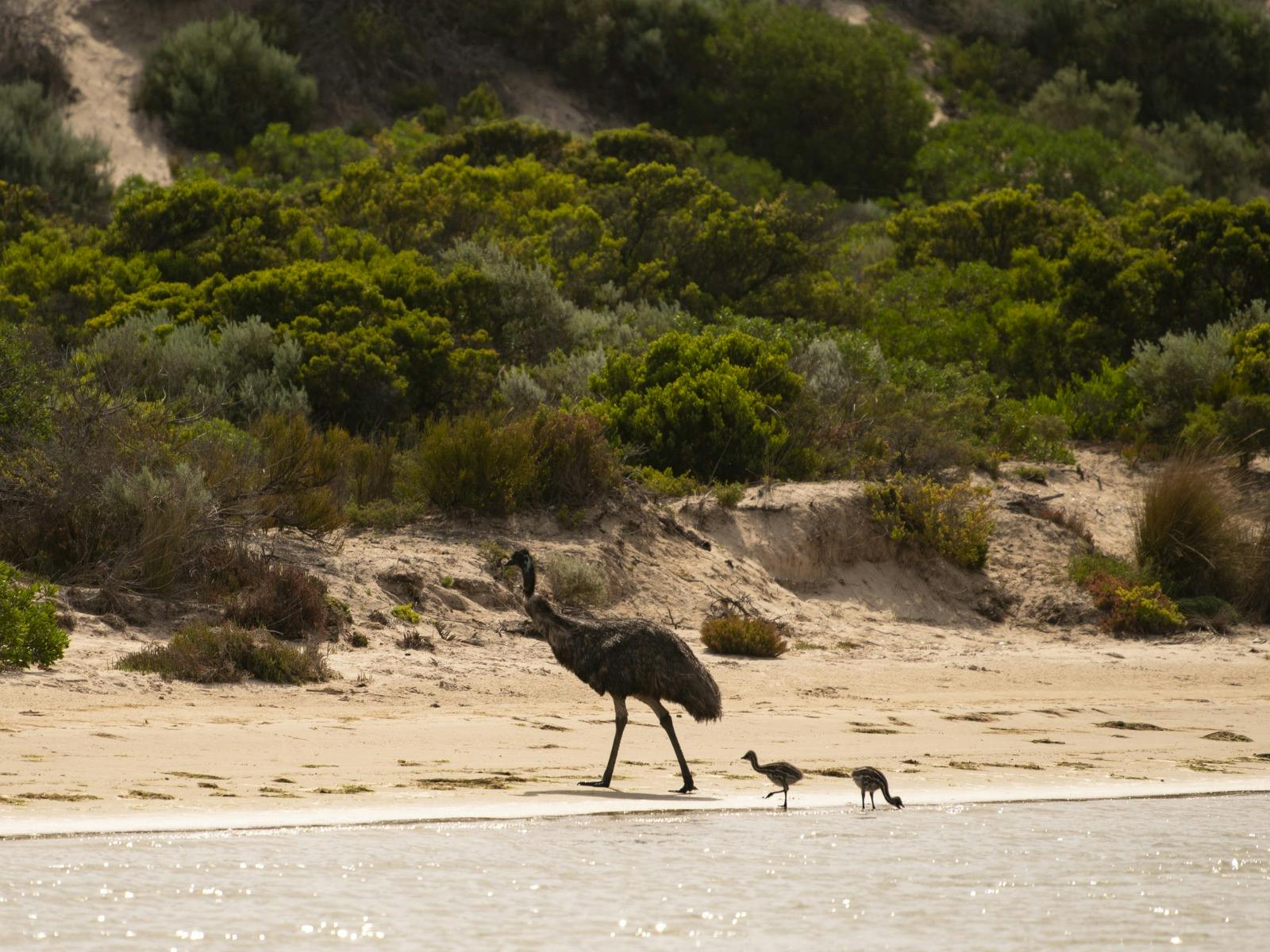Emu and his chicks walking the bank for the Coorong