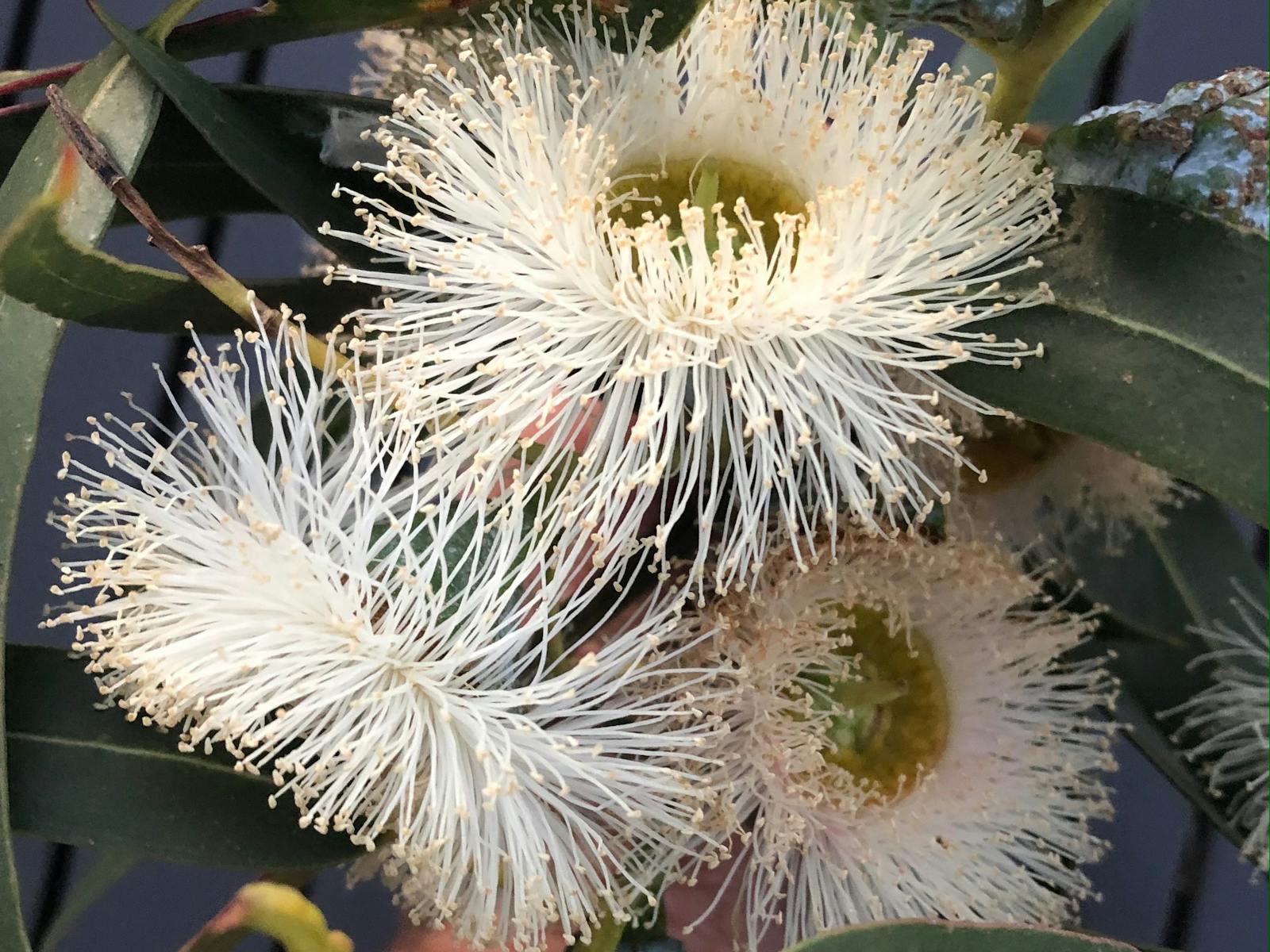 Blue gum Image
