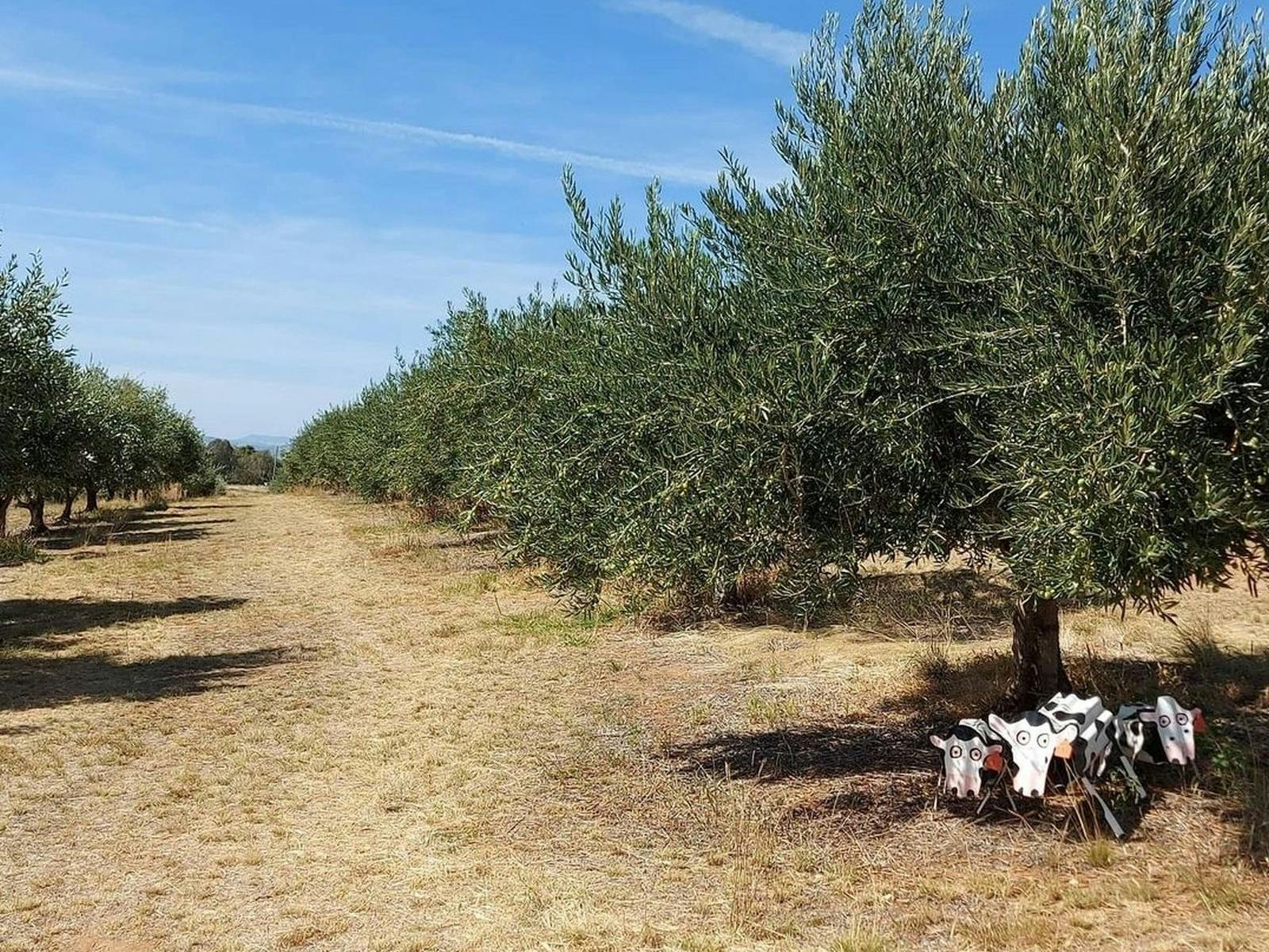 The Olive Grove with Maisy, Hazy & Daisy