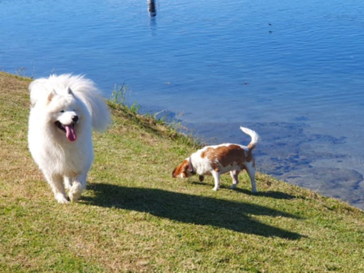 Bring your furry friends, they will enjoy Forster parks and off leash beaches!