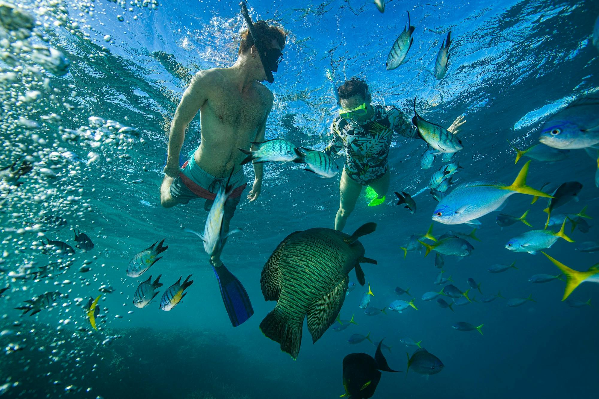 Snorkel and sailing tours for adults only from Airlie Beach on Lady Enid