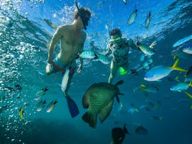 Snorkel and sailing tours for adults only from Airlie Beach on Lady Enid