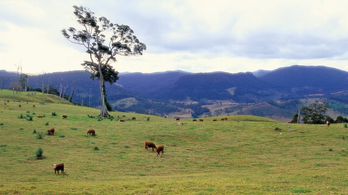 Carrs Lookout