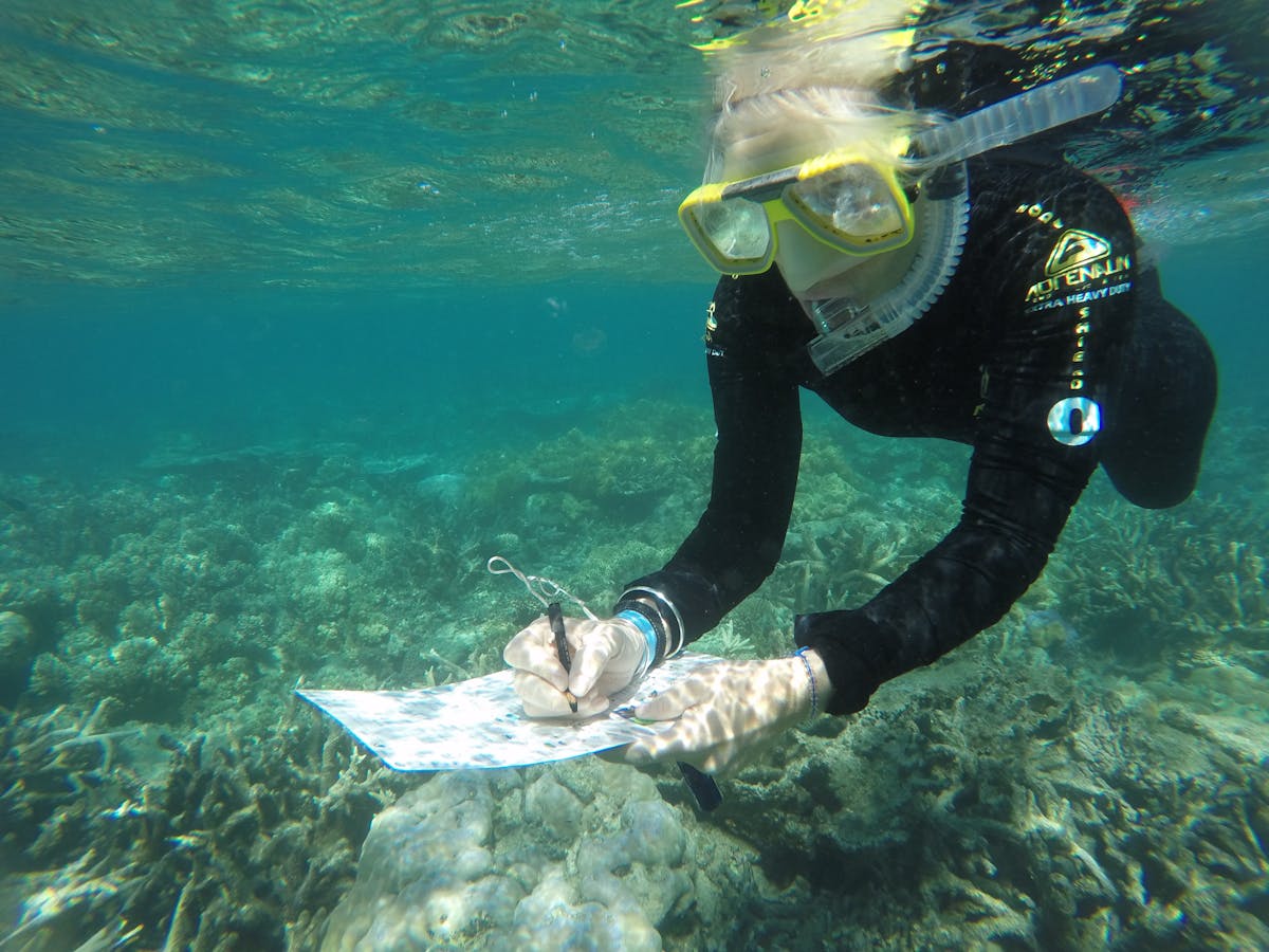 Coral Watch reef service project