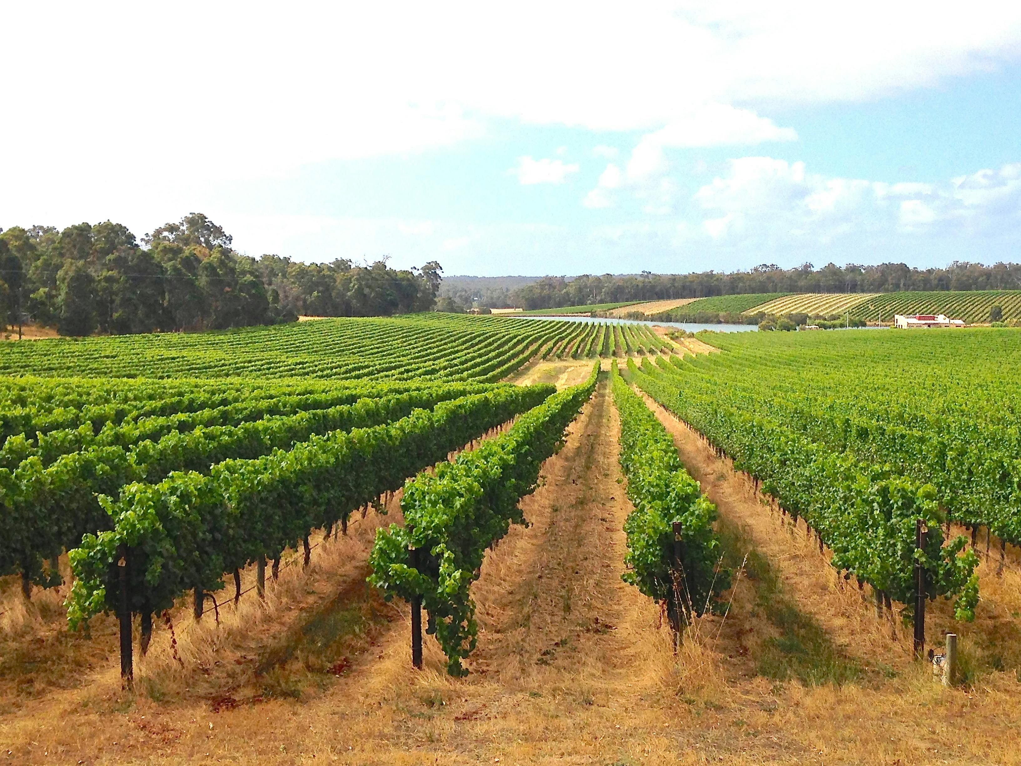 Vineyards rows Margaret River Region