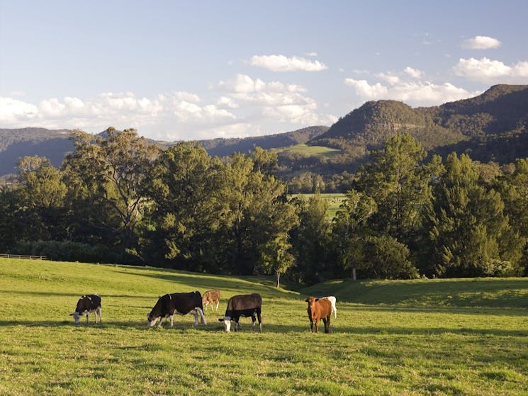 Kangaroo Valley - Scenic