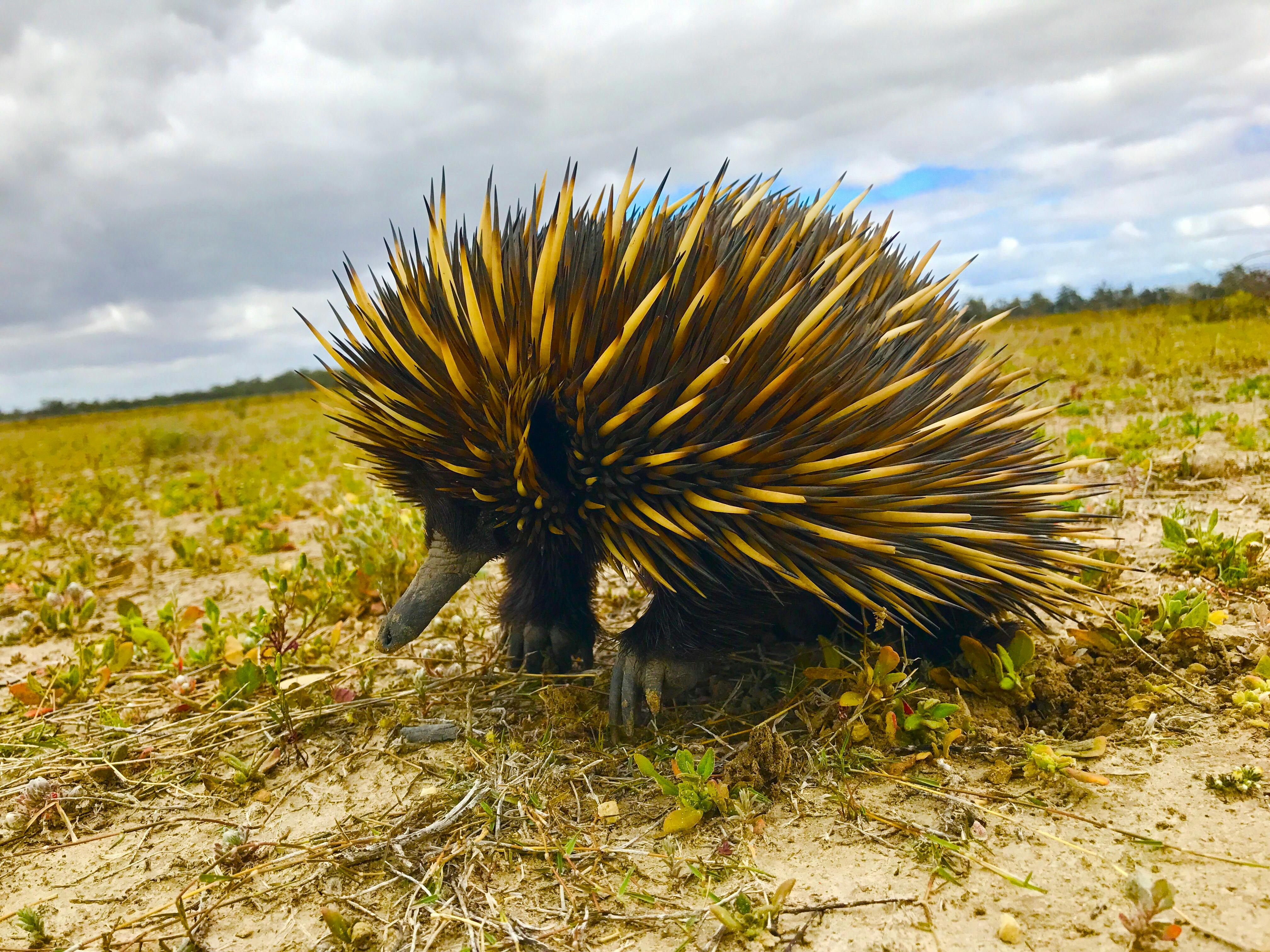 Calperum wildlife - Echidna