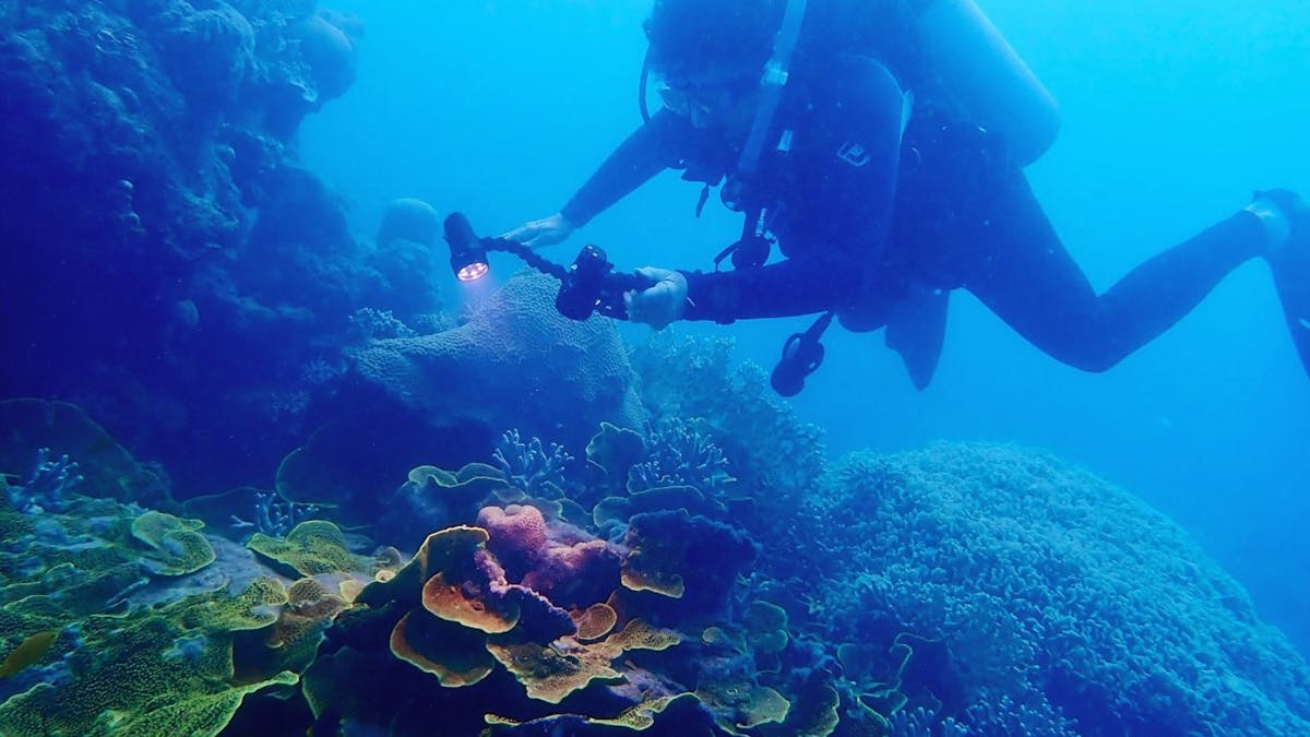 The ONLY liveaboard in the Whitsundays with night dives see the reef’s secret nightlife come alive !
