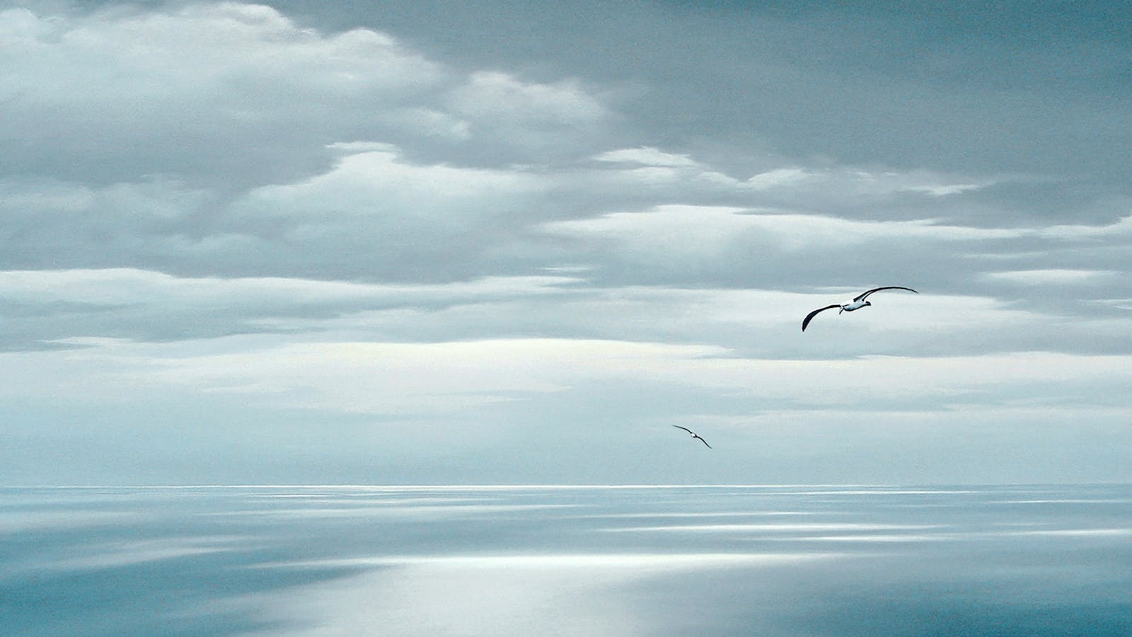 Bass Strait Albatross, Tasmania. Oil painting by Richard Stanley.