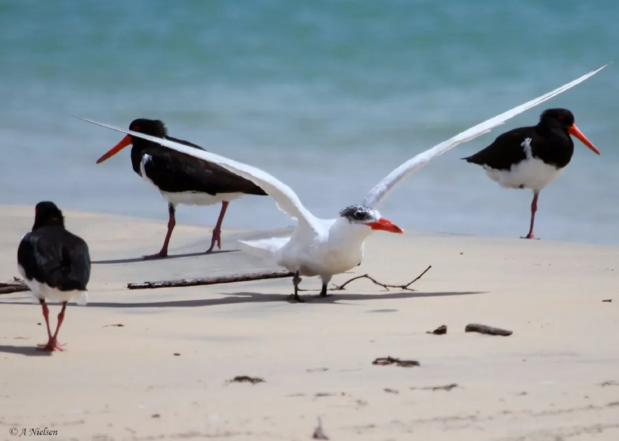 Bird Watching in Tin Can Bay