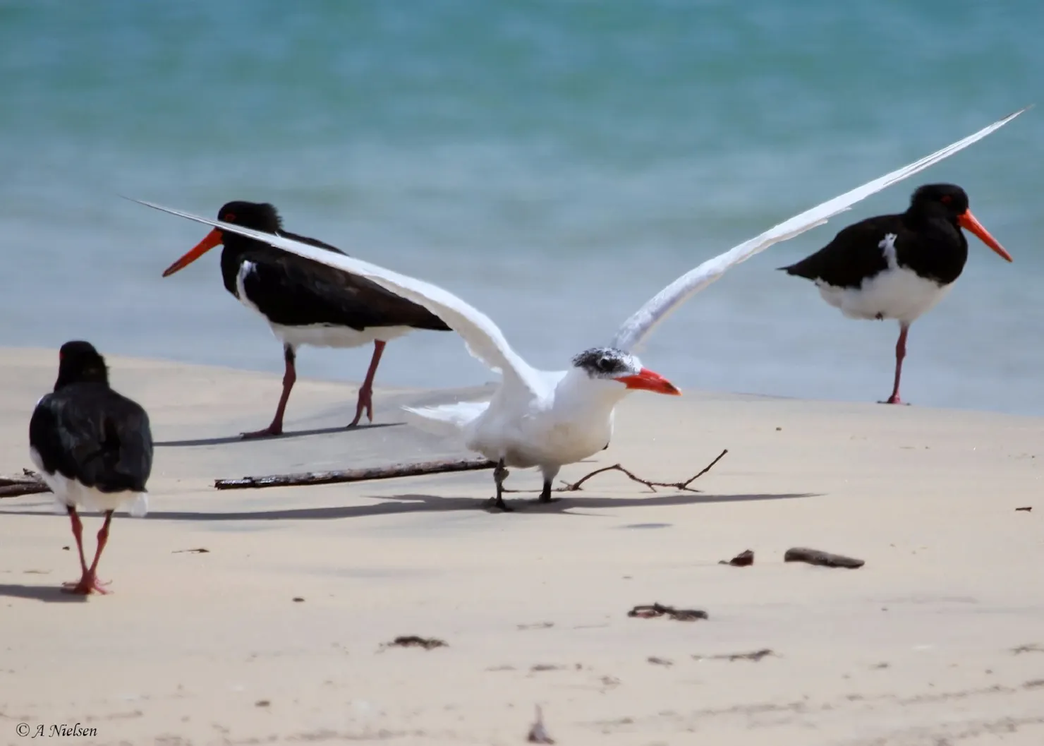 Tin Can Bay Bird Walk