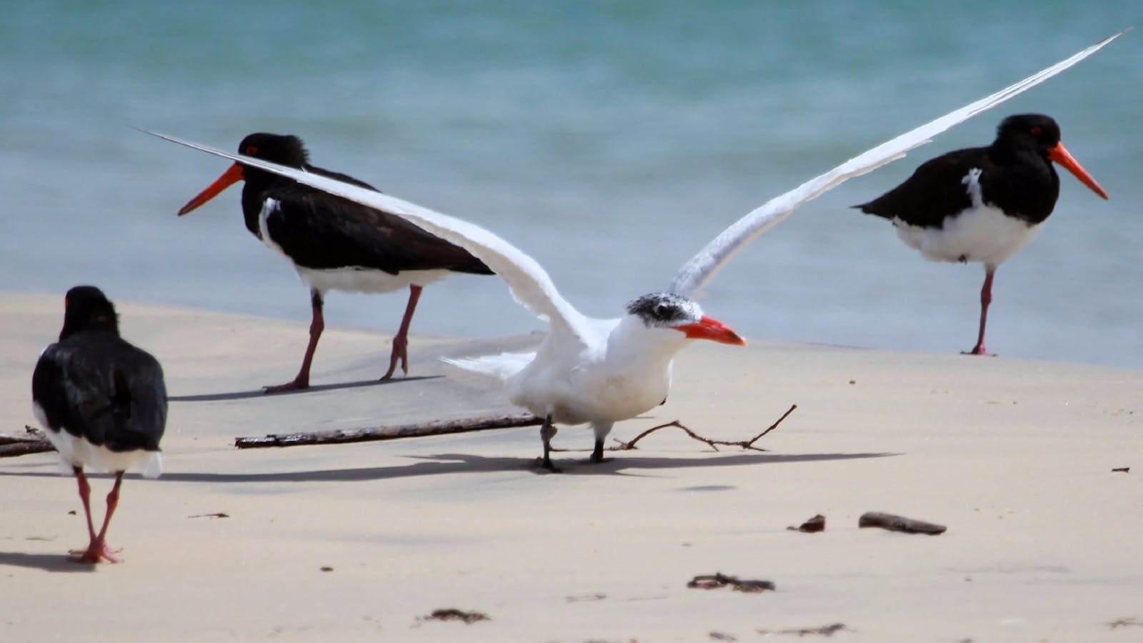 Bird Watching in Tin Can Bay