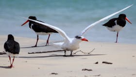 Tin Can Bay Bird Walk