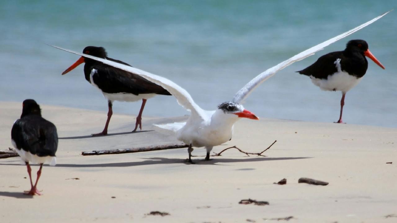 Caspian Tern Pied Oystercatcher