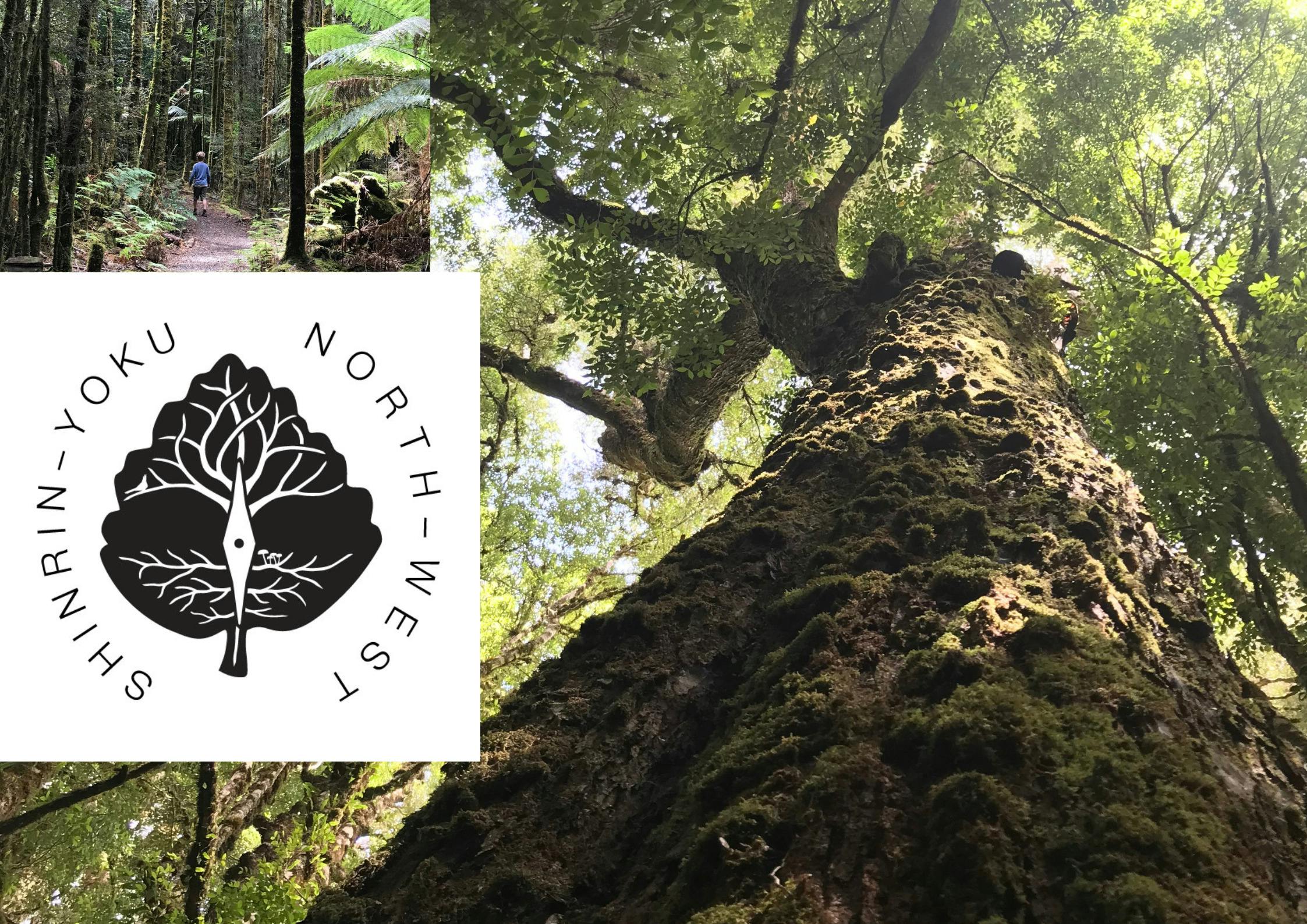 Tarkine Forest Therapy