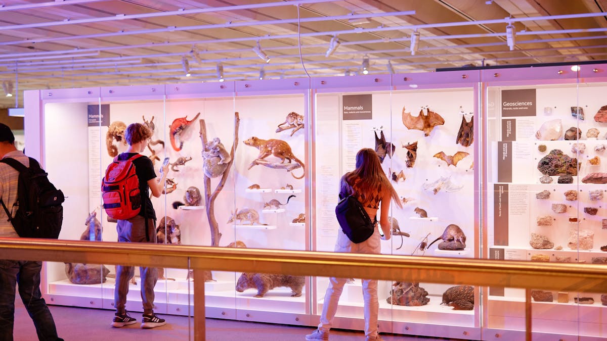 Discovery Centre at Queensland Museum Kurilpa