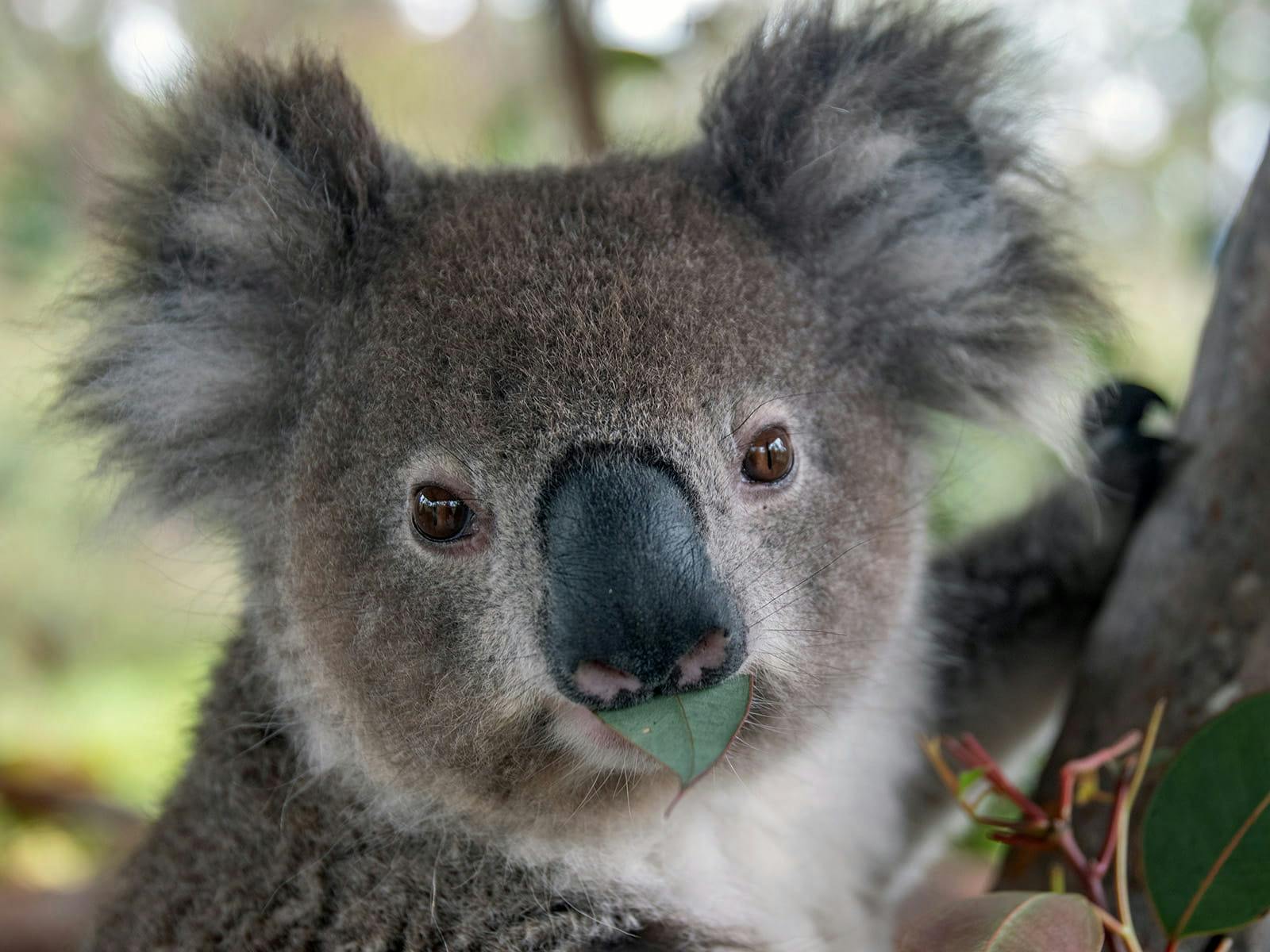 Close-up portrait of a koala chewing eucalyptus leaves in a tree.