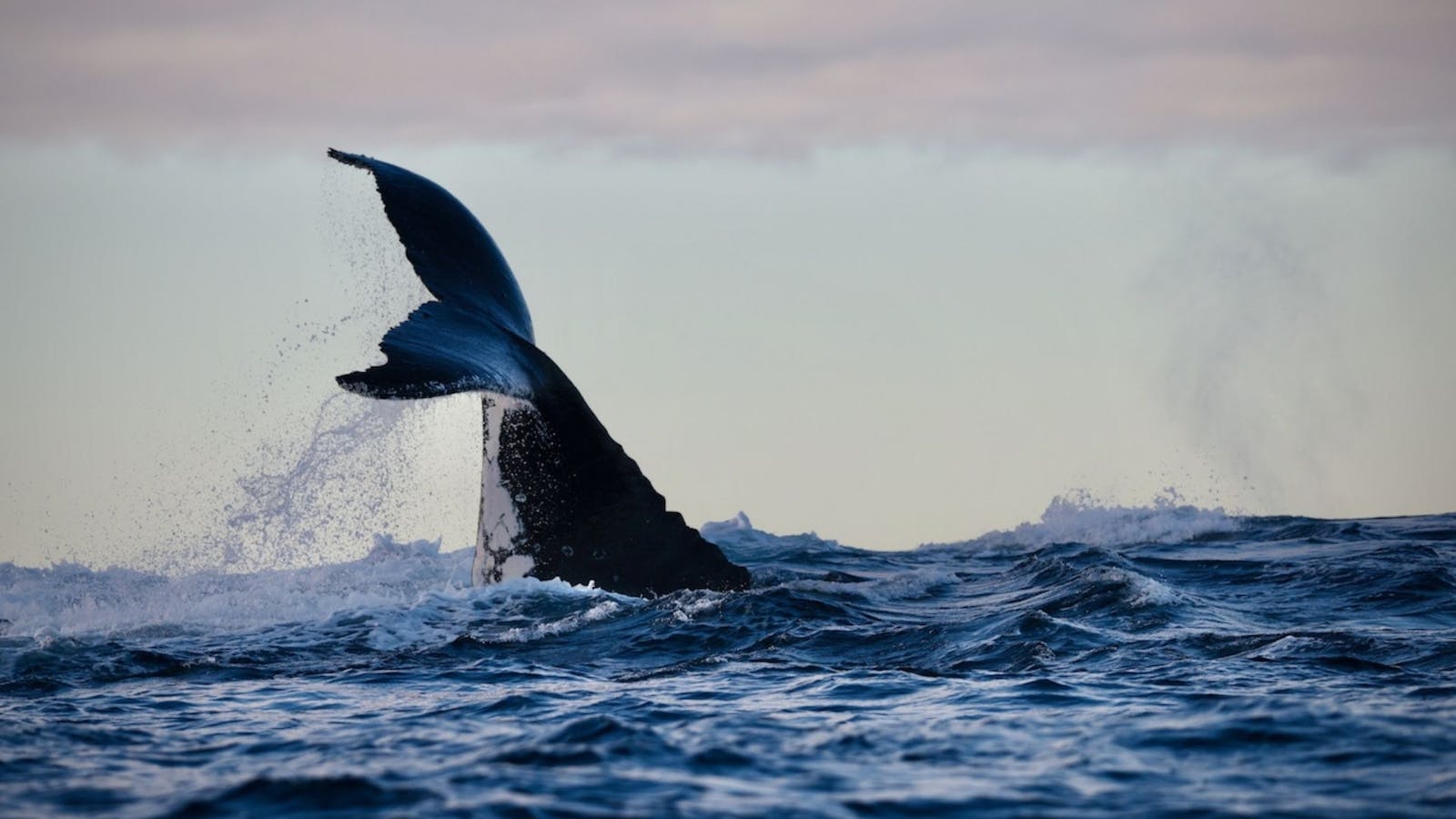 Humpback Whale peduncle throw