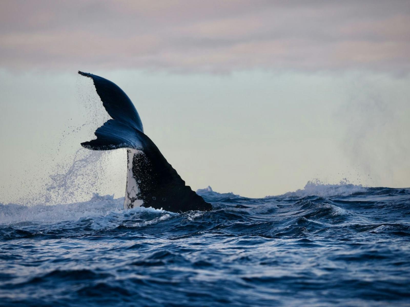Humpback Whale peduncle throw