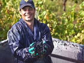 Dru Reschke, Koonara Wines owner, at vintage in Coonawarra