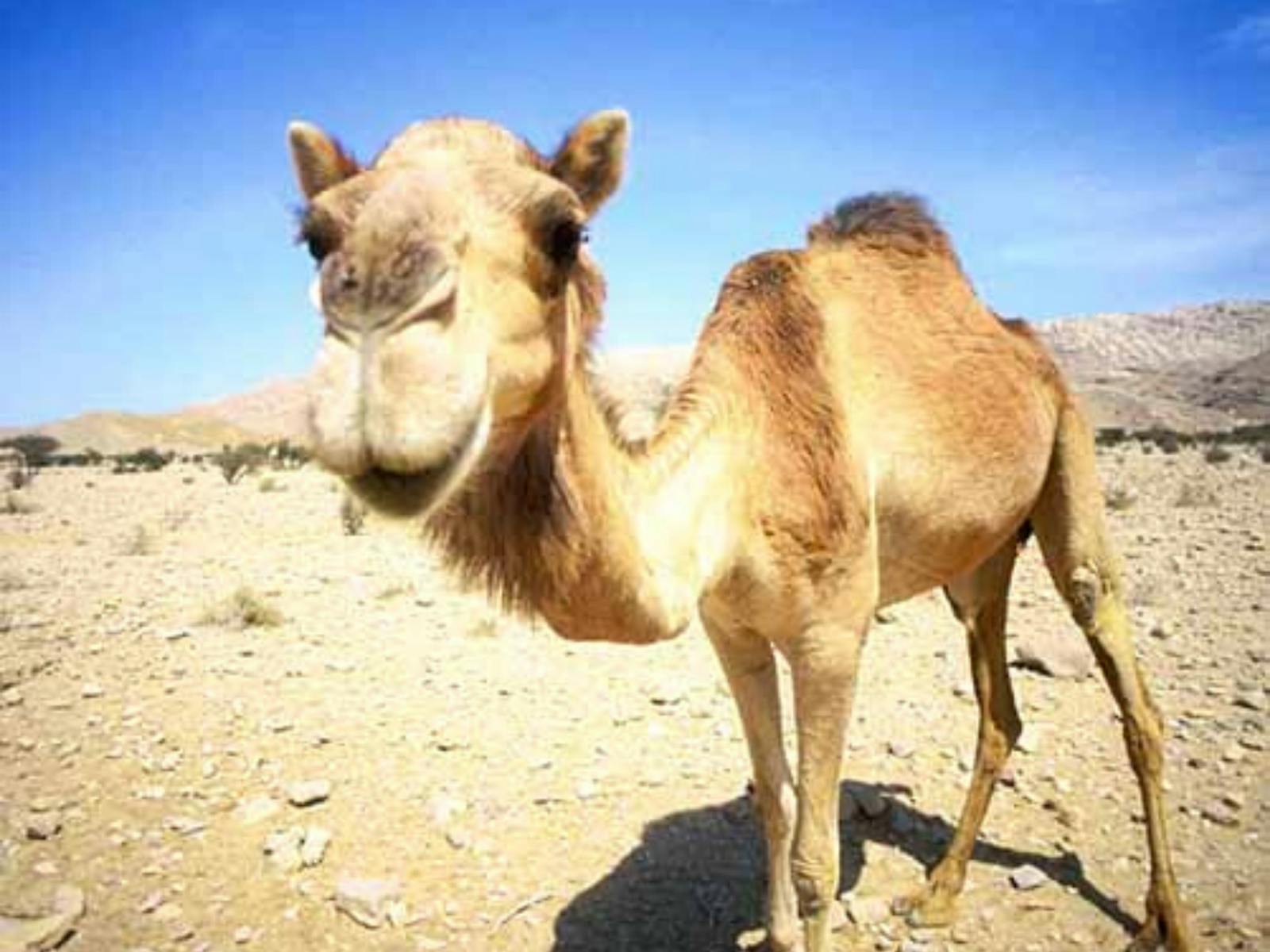 Image for Camel Races at Newcastle