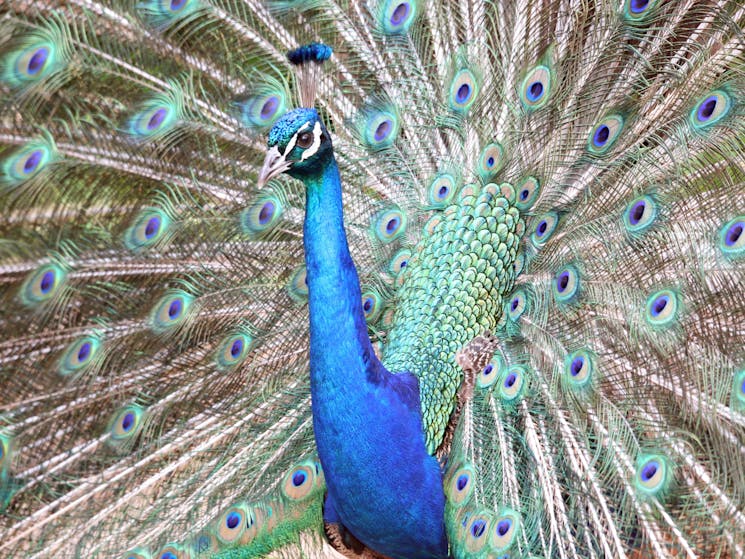 Peacocks love to show off!