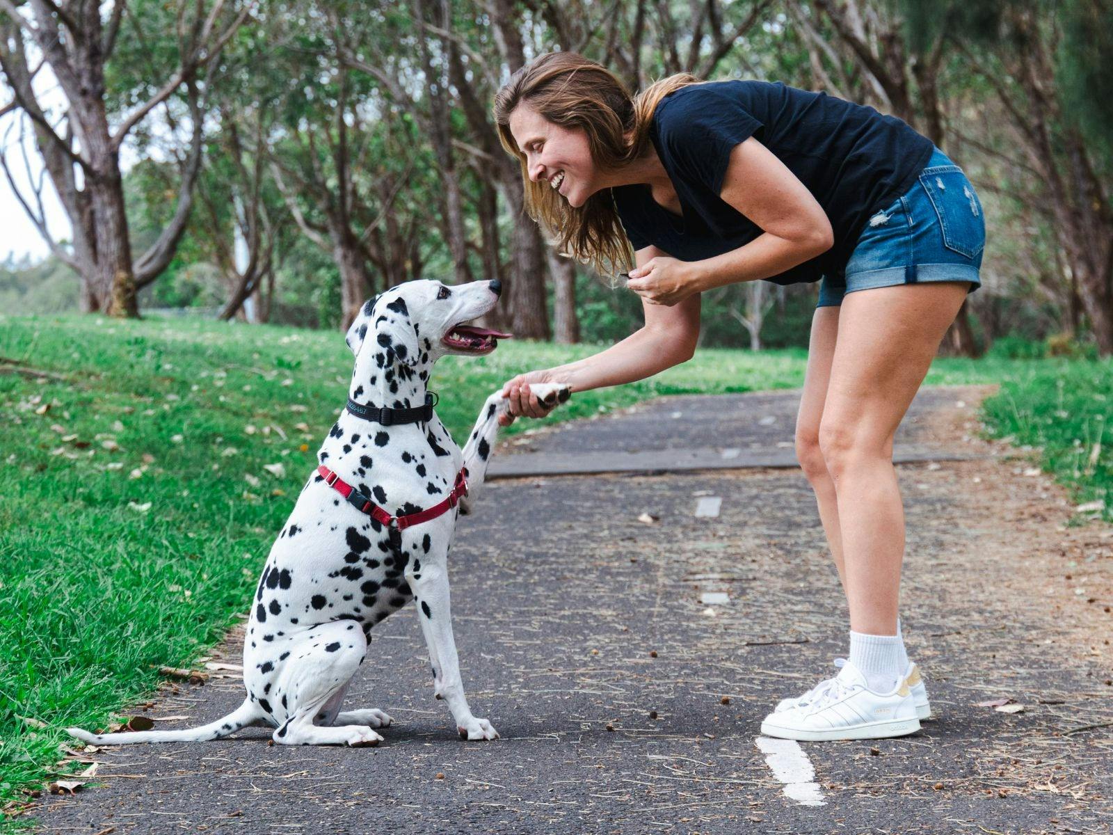 Furry Tail Pet Care enjoying a fun training moment with a happy Dalmatian.