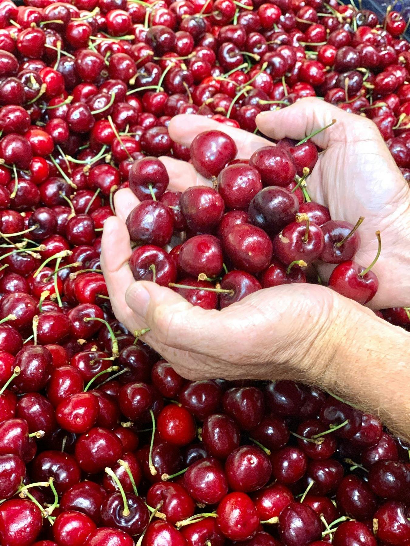 Bunbury Farmers Market, Glen Iris, Western Australia