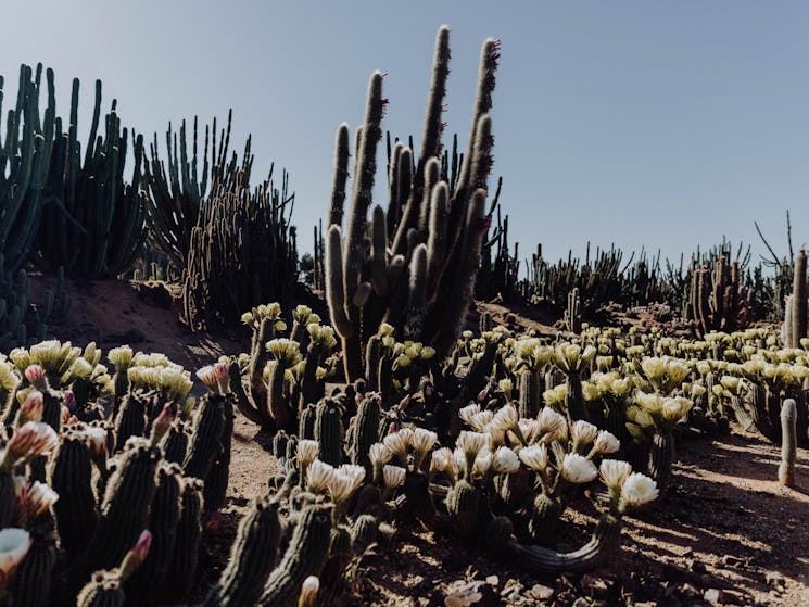 flowering cacti at Cactus Country