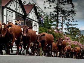 Jamberoo image