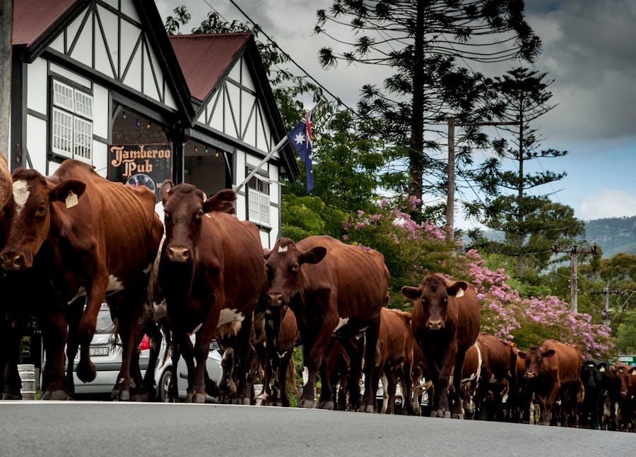 Cattle in the main street of Jamberoo