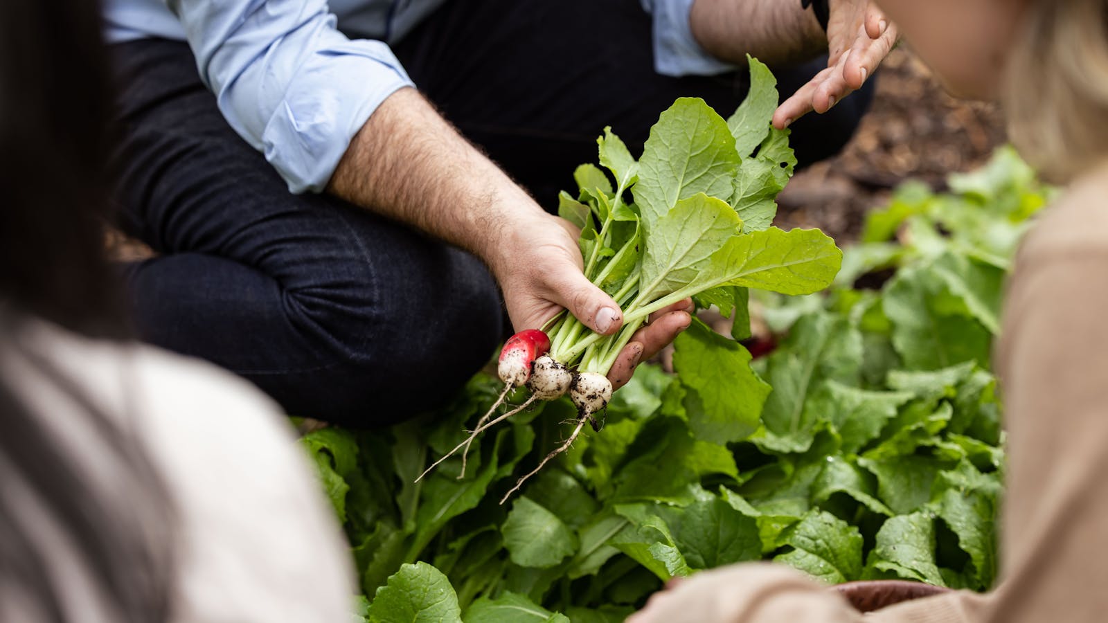 Beautiful organic radishes harvested by our guests for their cooking experience