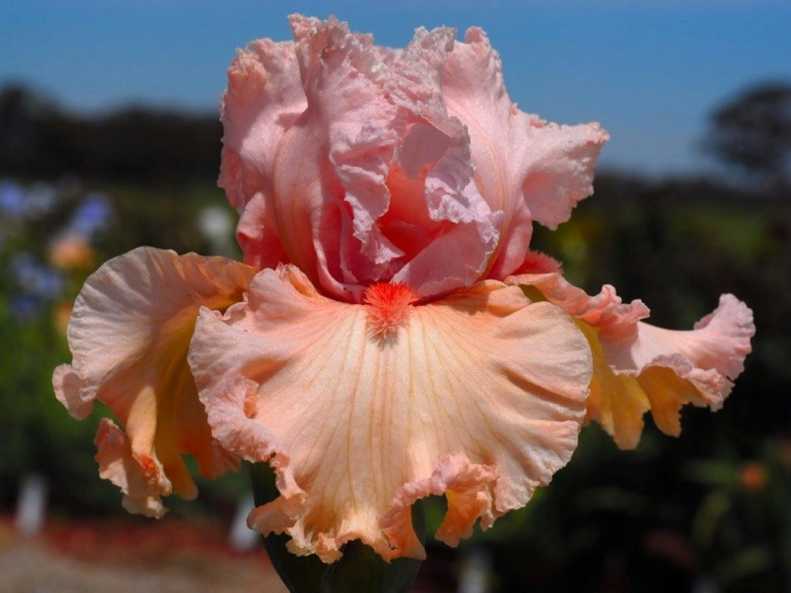 Image for Annual NSW Iris Society Show
