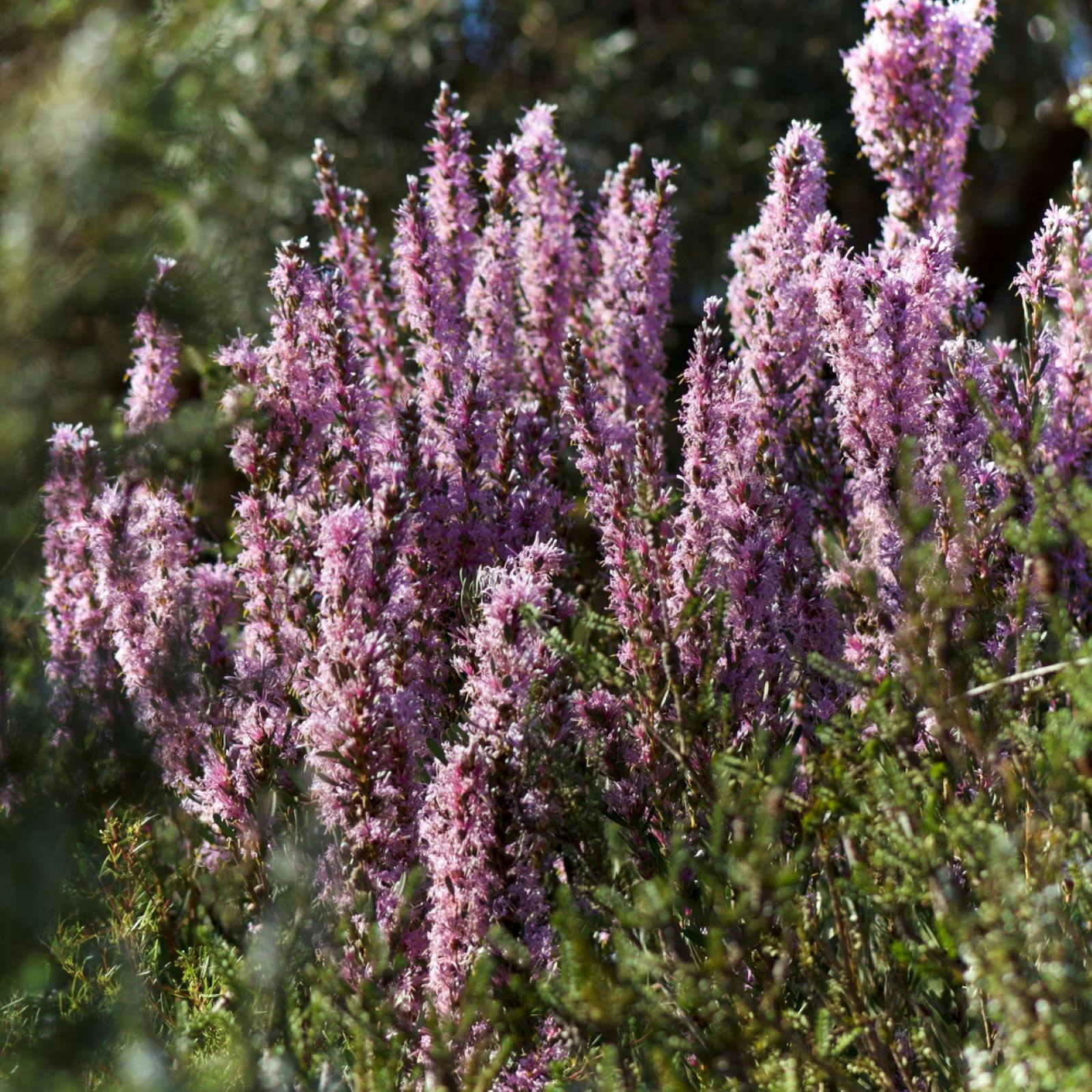 Pink wildflowers