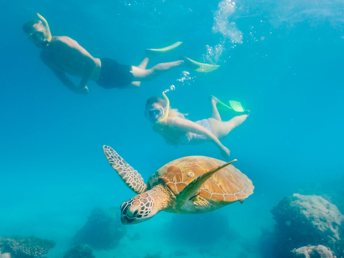 Turtle and snorkellers Green Island Great Barrier Reef