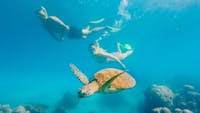 Turtle and snorkellers Green Island Great Barrier Reef