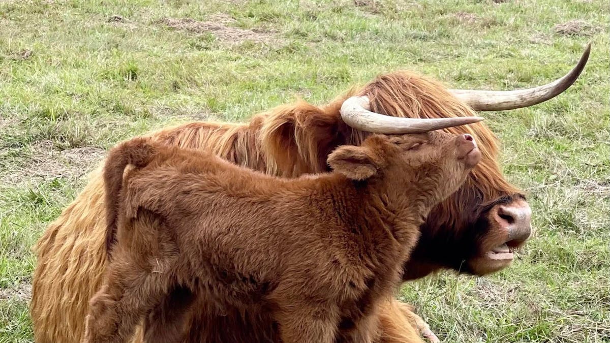 Highland Cow and Calf